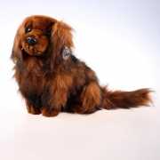 Pluche teckel hond langharig 32 cm