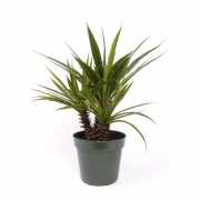 Kunst Aloe Ferox plant