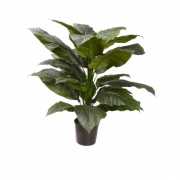 Binnen kamerplant spathiphyllum 90 cm