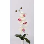 Orchidee tak wit met roze bloemen