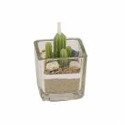 Cactus kaars in glas