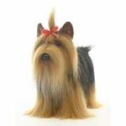 Realistische Yorkshire Terrier knuffel 38 cm