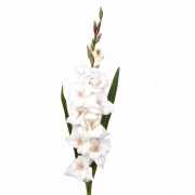 Gladiool bloem 102 cm wit