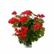 Rode geranium kunstplant 40 cm