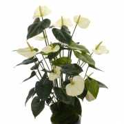 Namaak plant witte Anthurium 80 cm