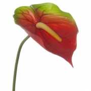 Anthurium bloem rood / groen 78 cm