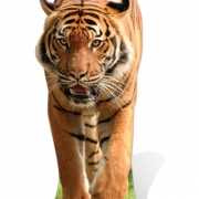 Decoratiebord tijger 130 cm