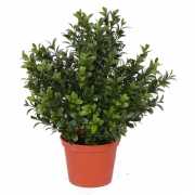 Buxus plant 31 cm