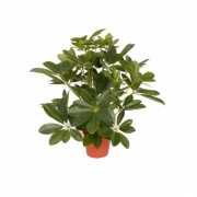 Schefflera plant 55 cm