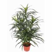 Dracaena reflexa Anita plant 73 cm