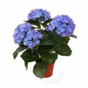 Kunst hortensia blauw 36 cm