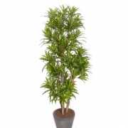 Dracena plant 120 cm