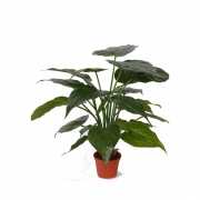 Alocasia kamerplant 51 cm
