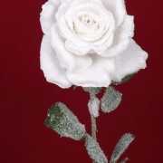Witte roos met sneeuw 66 cm