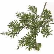 Artemisia tak 45 cm