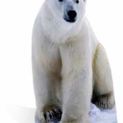 Groot decoratiebord ijsbeer 176 cm