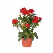 Rode rozen in pot 20 cm