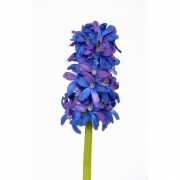 Blauwe hyacint kunstbloem 30 cm