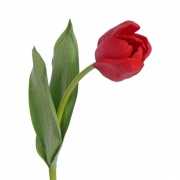 Tulp rood 48 cm